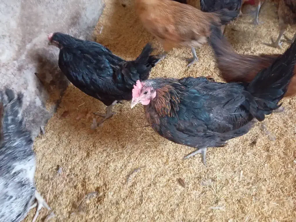 مرغ بومی محلی تخمگذار|حیوانات مزرعه|فولادشهر, مسکن مهر فولادشهر|دیوار