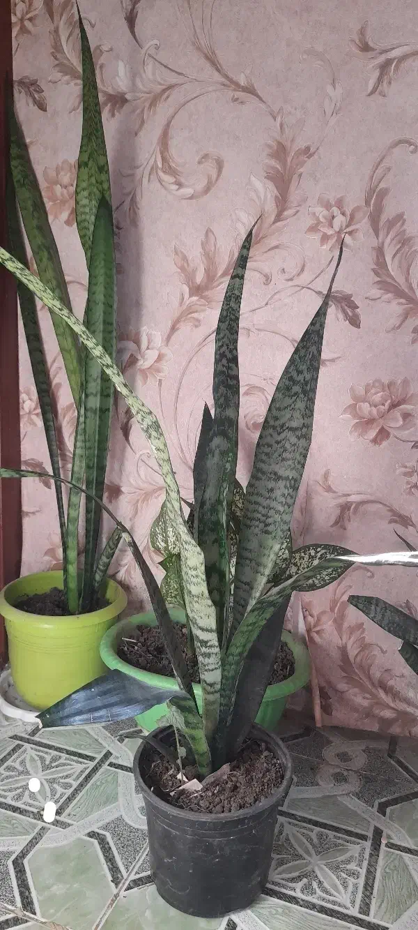 گل شمشیری|گل و گیاه طبیعی|آستارا, |دیوار