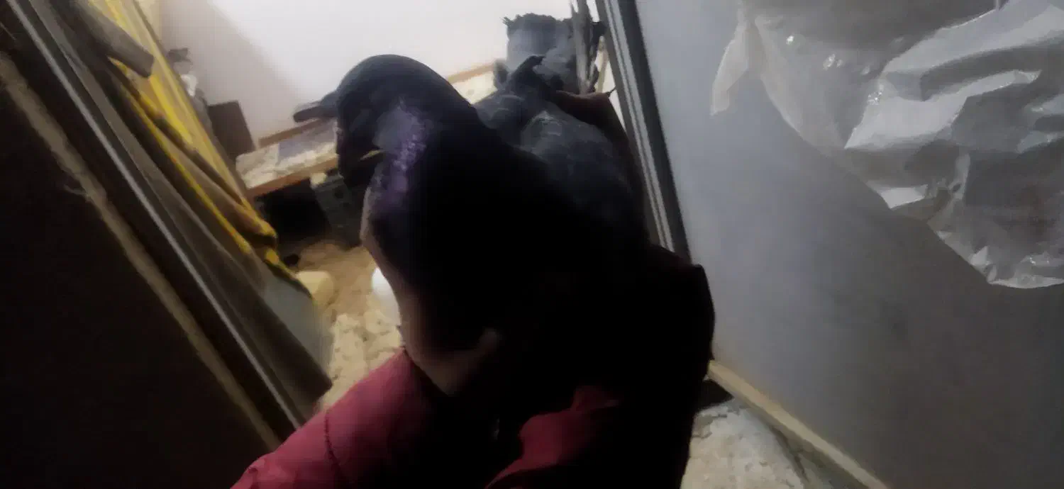 کفتر پلاکی|پرنده|شاهینشهر, گرگاب|دیوار