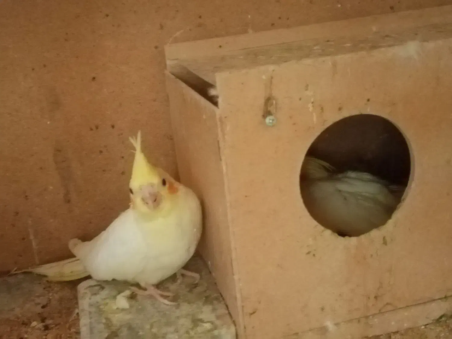 جوجه عروس هلندی سرلاکی لوتینو و البینو|پرنده|مسجد سلیمان, |دیوار