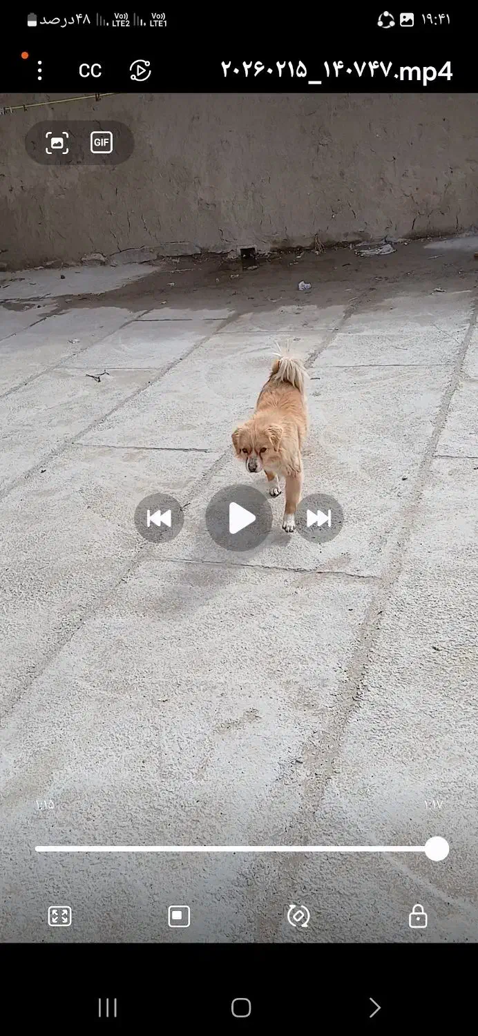 سگ پاکوتاه|سگ|جوکار, |دیوار