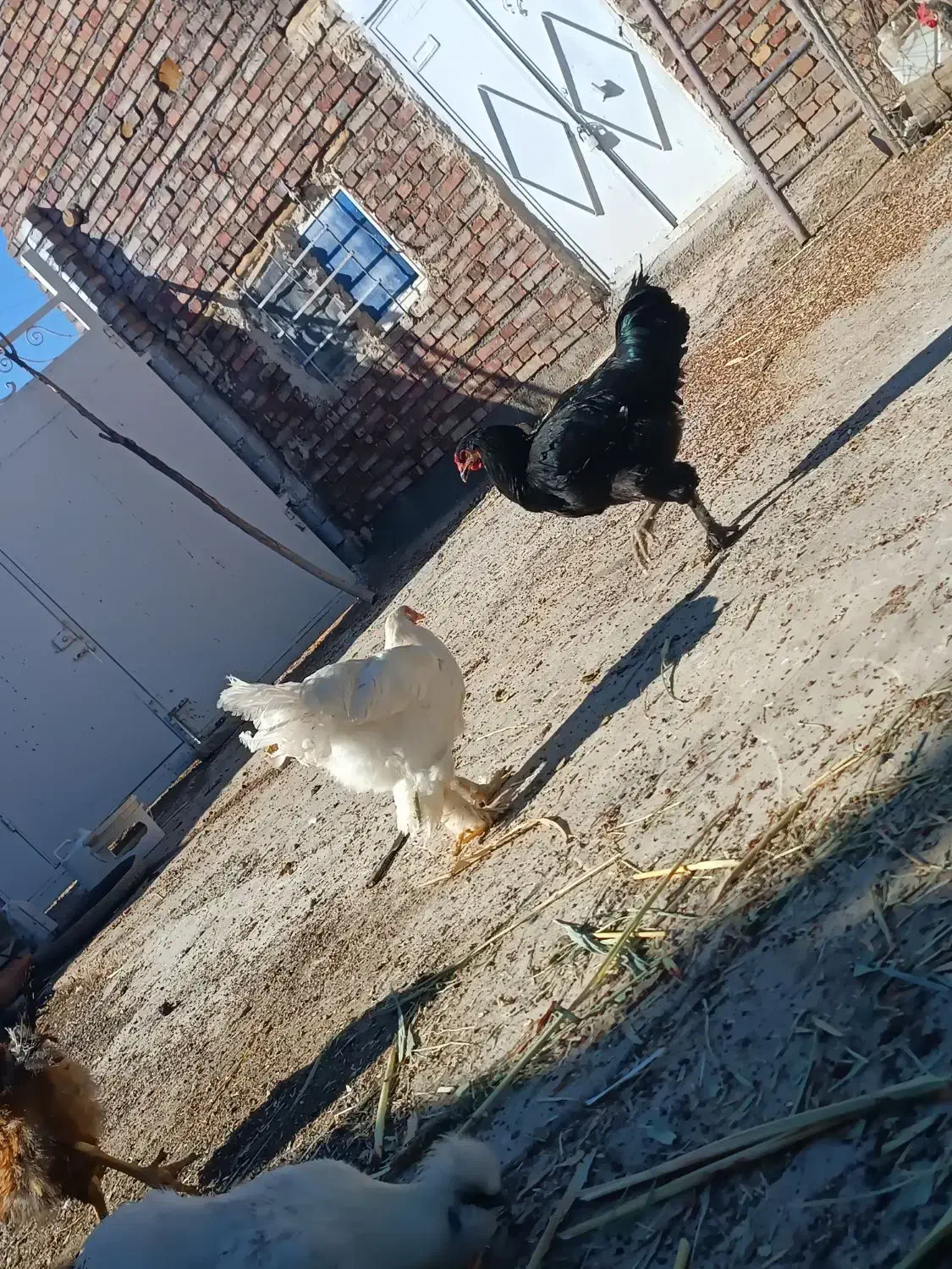 خروس برهما بلک و لایت غول پیکر|حیوانات مزرعه|میانه, |دیوار