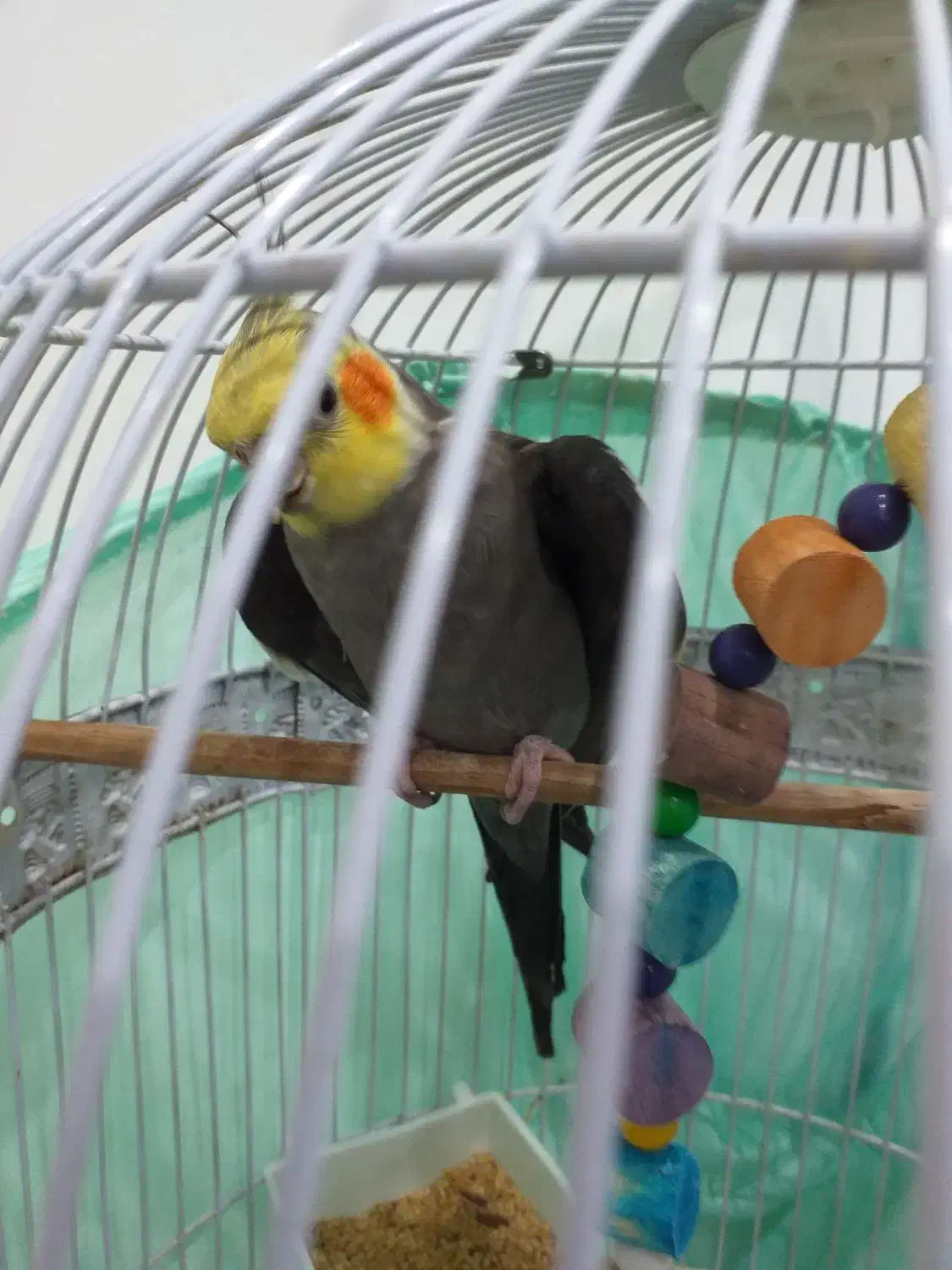 عروس هلندی|پرنده|آمل, |دیوار