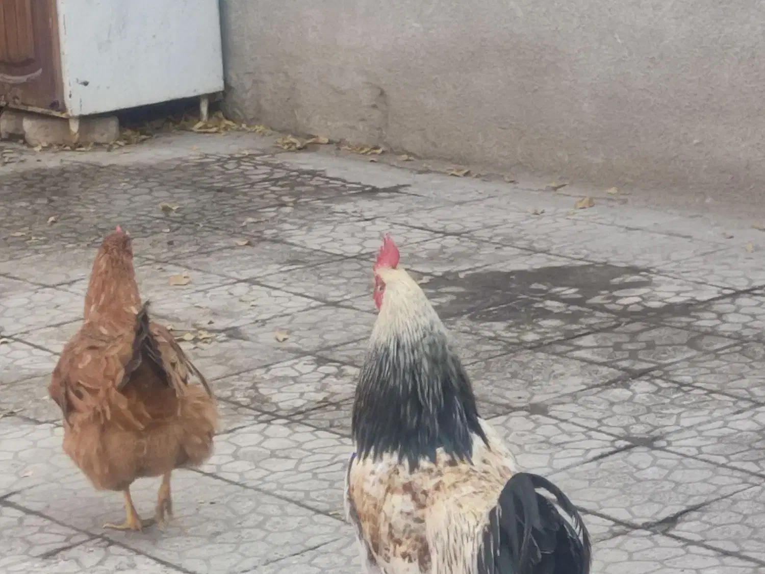 قیمت توافقی|پرنده|کنگاور, |دیوار