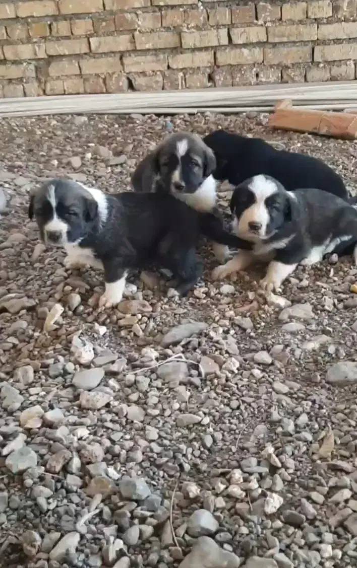 واگذاری ۴ توله نر|سگ|تربت‌حیدریه, کوی شهید احمدزاده ملکی|دیوار