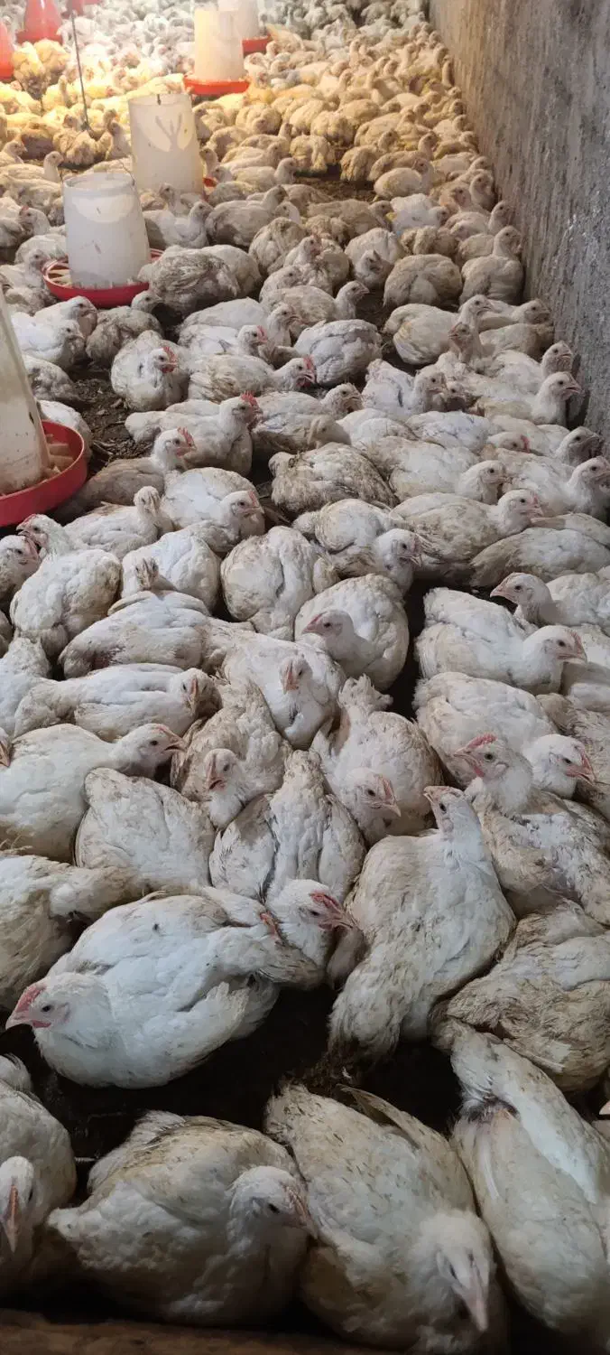 فروش مرغ گوشتی کاملا ارگانیک|حیوانات مزرعه|سورک, |دیوار