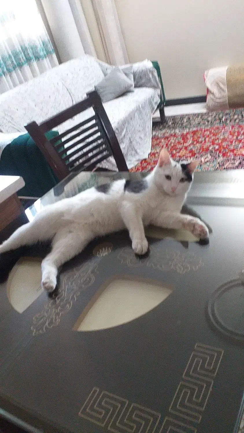 گربه نر هفت ماهه|گربه|فشم, |دیوار