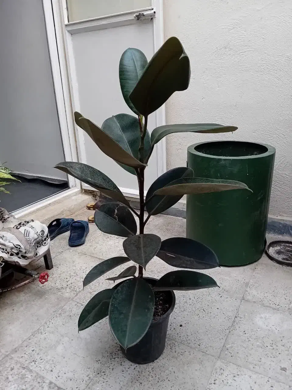 فیکوس بلک|گل و گیاه طبیعی|اندیشه, اندیشه فاز ۱|دیوار