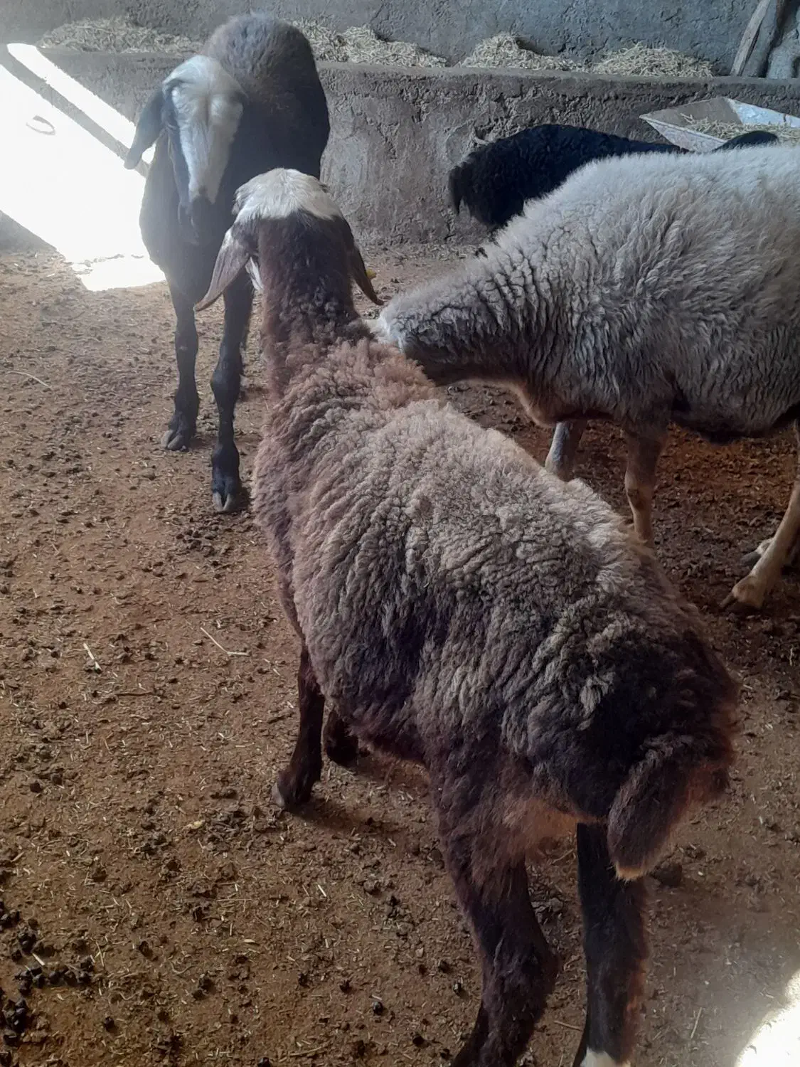 سه عدد شیشک درجه یک داشتی قیمت مناسب|حیوانات مزرعه|مینودشت, |دیوار