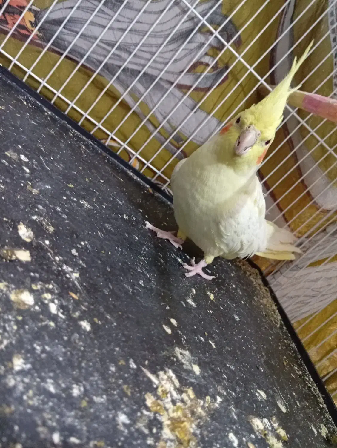 عروس هلندی ماده بالغ|پرنده|سرایان, |دیوار