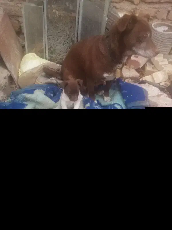 گمشده|حیوانات|تربت جام, معدآباد|دیوار