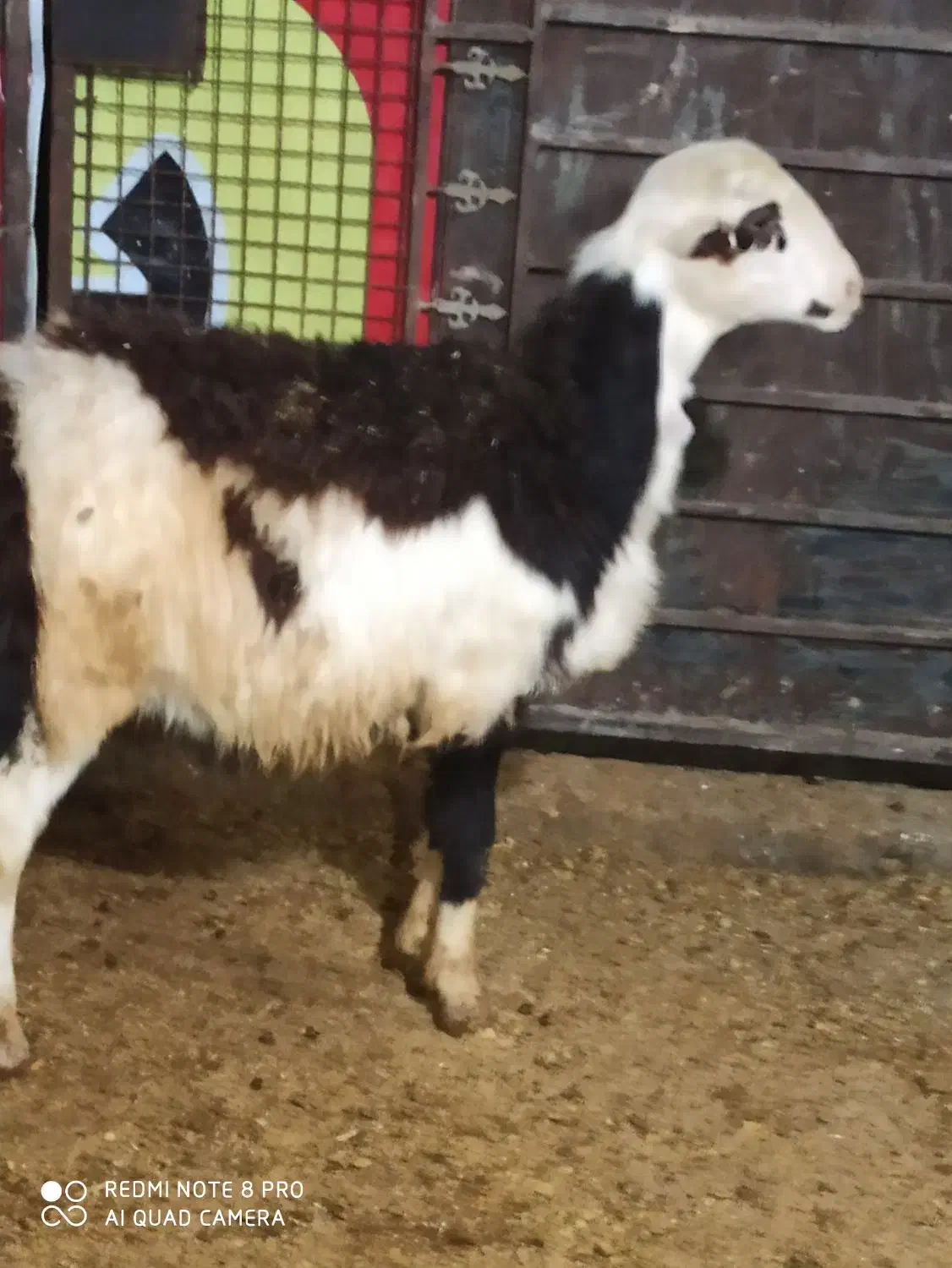 قوچ بره قوچ|حیوانات مزرعه|بروجرد, |دیوار