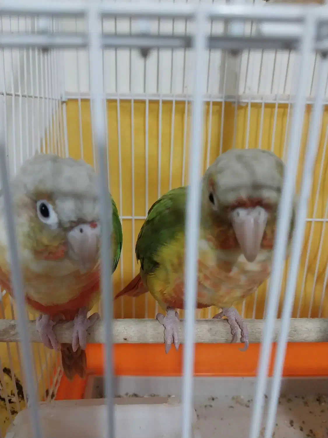 طوطی گرینچیک اناناسی|پرنده|تهران, سبلان (لشگر)|دیوار