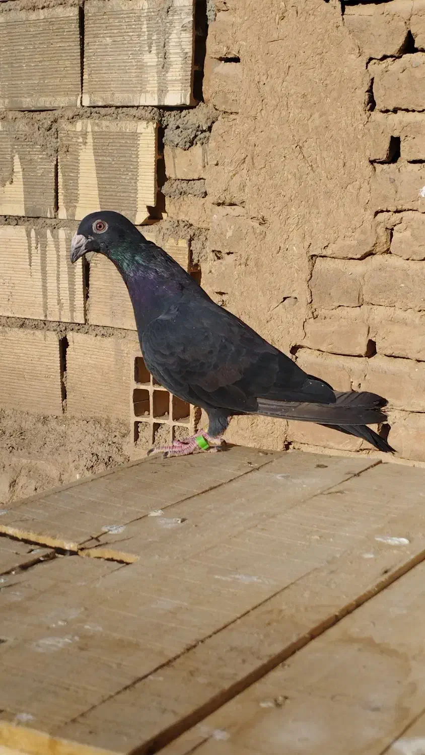 زاغ|پرنده|شاهرود, |دیوار