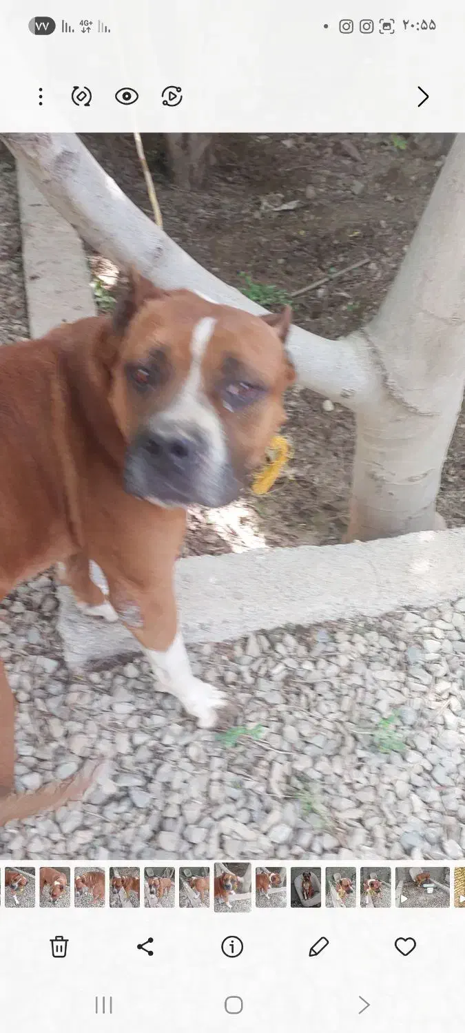 پیتبول نر|سگ|تهران, فردوس|دیوار