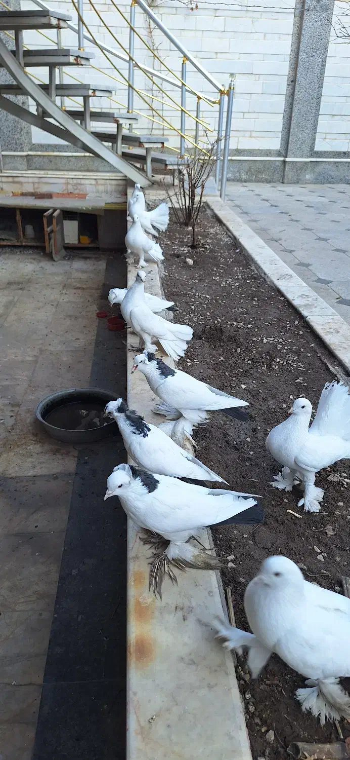 کبوتر|پرنده|تبریز, |دیوار