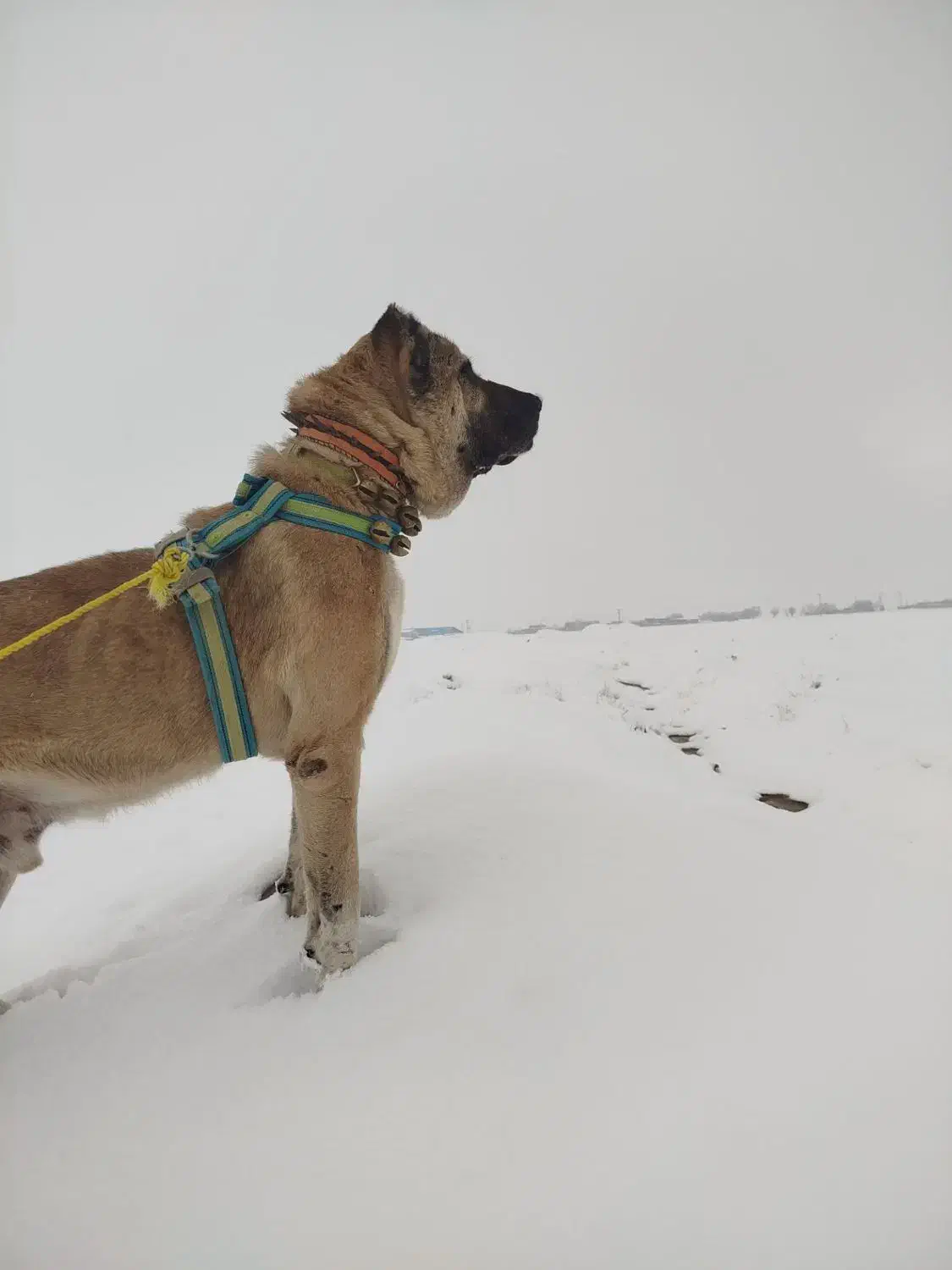 سگ سرابی|سگ|فیروزه, |دیوار