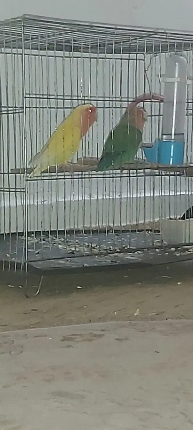 طوطی برزیلی|پرنده|شوش, |دیوار