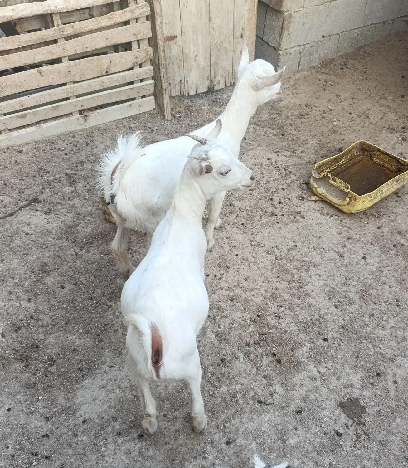 کهروک نروماده|حیوانات مزرعه|قشم, |دیوار