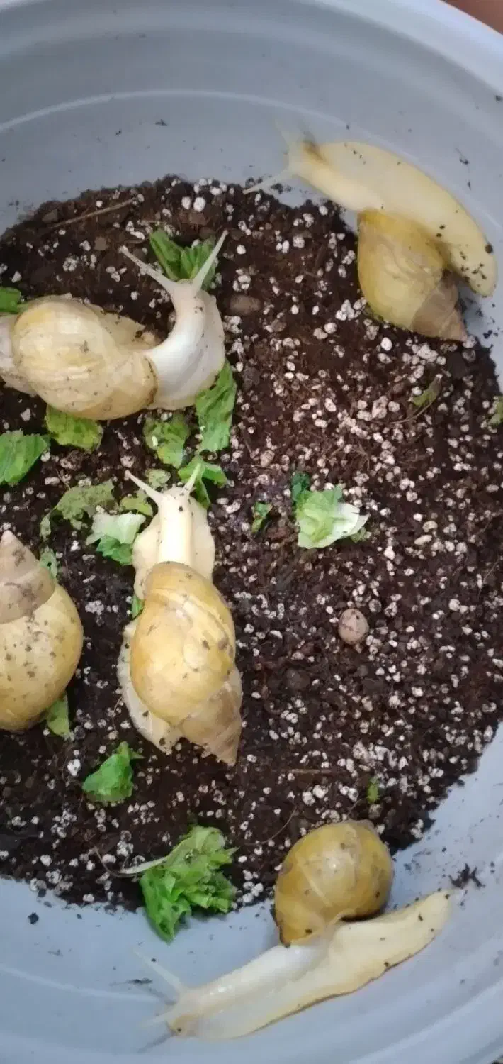 حلزون|خزنده|بروجرد, |دیوار