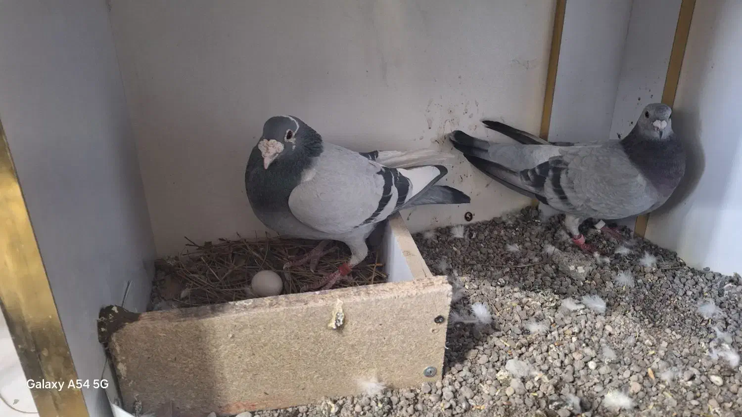 کبوتر دوبر|پرنده|اردبیل, |دیوار