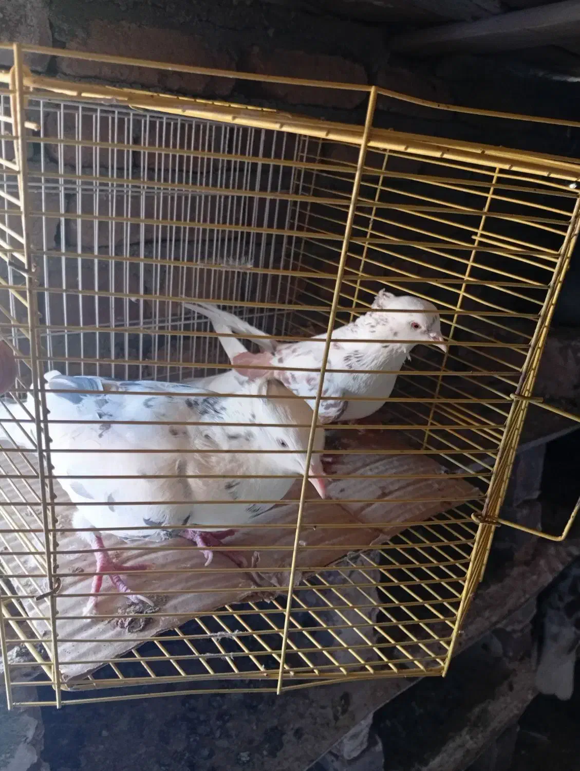 پرشی|پرنده|میاندوآب, |دیوار