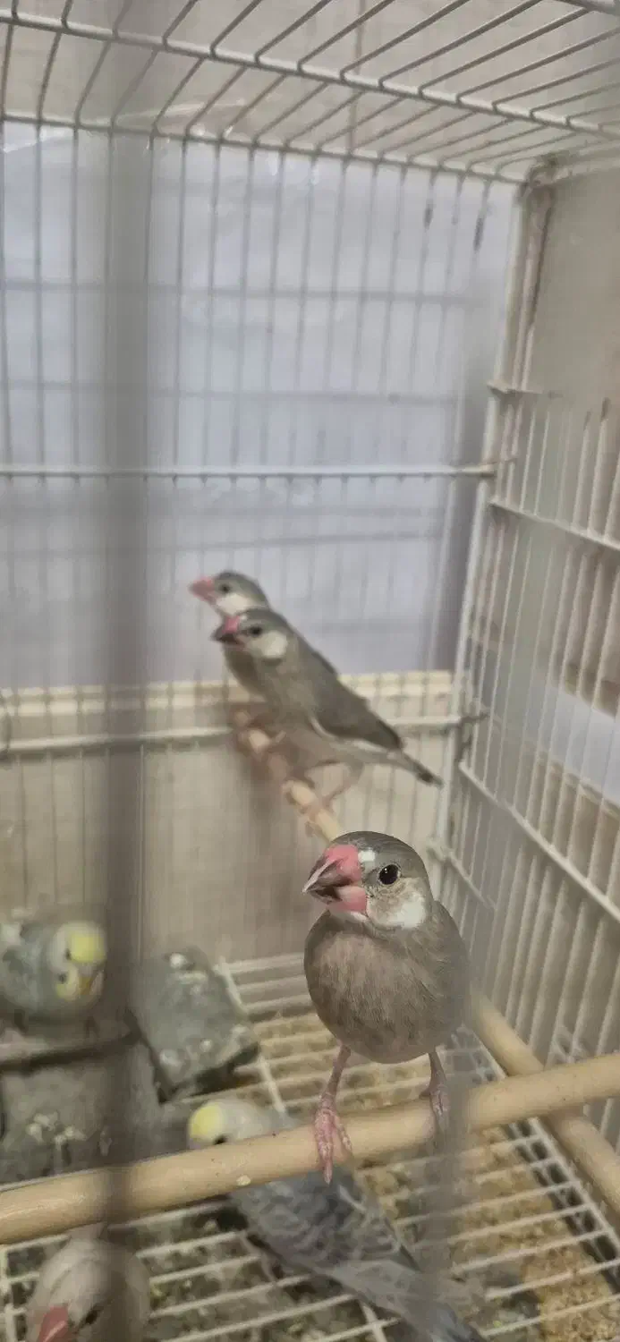 نرگسی و رنگین کمانی|پرنده|زاهدان, |دیوار