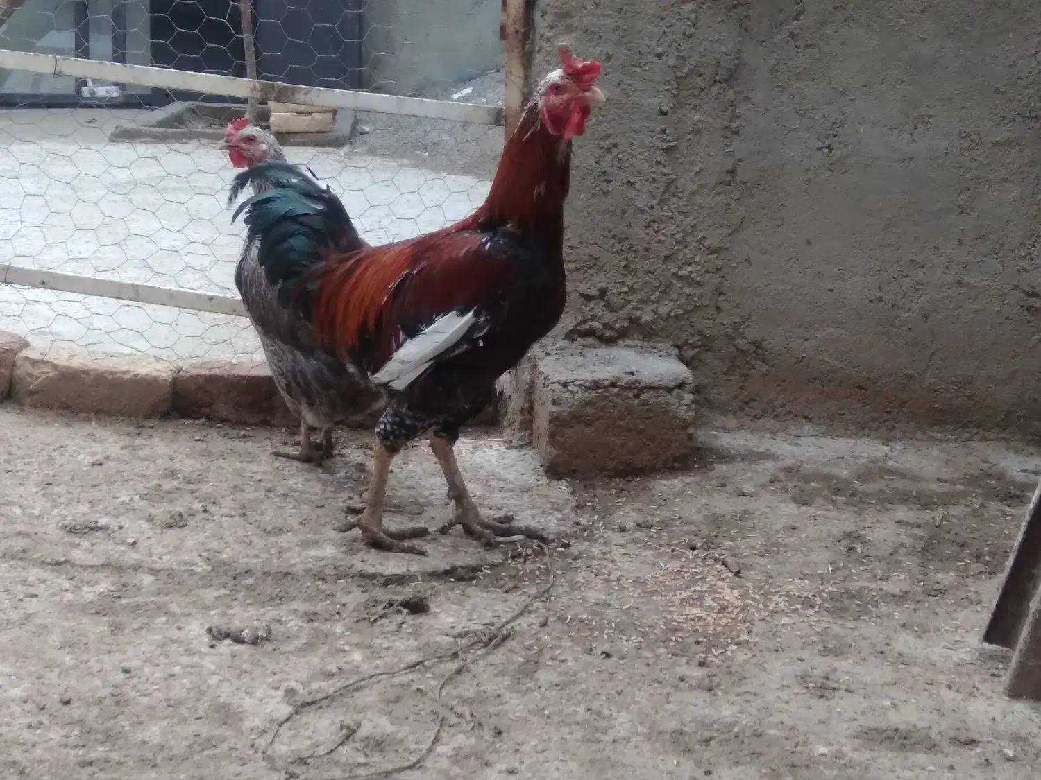 مرغ|حیوانات مزرعه|کنگاور, |دیوار