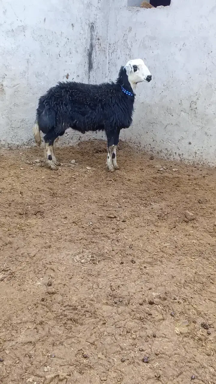 بره قوچ پلنگی گوش بادومی|حیوانات مزرعه|باروق, |دیوار