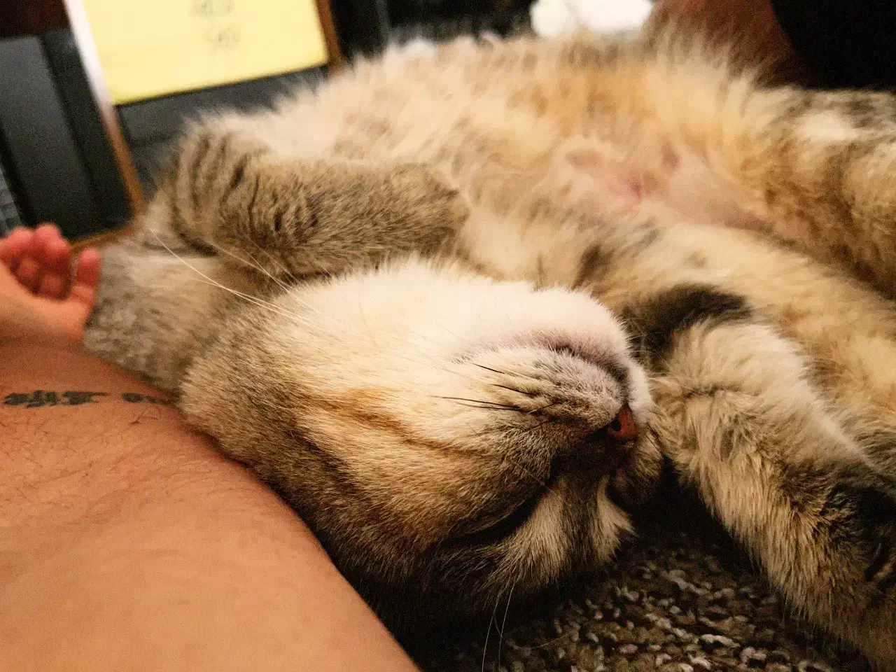 گربه نژاد دار|گربه|فردیس, شهرک شهید حسینی|دیوار