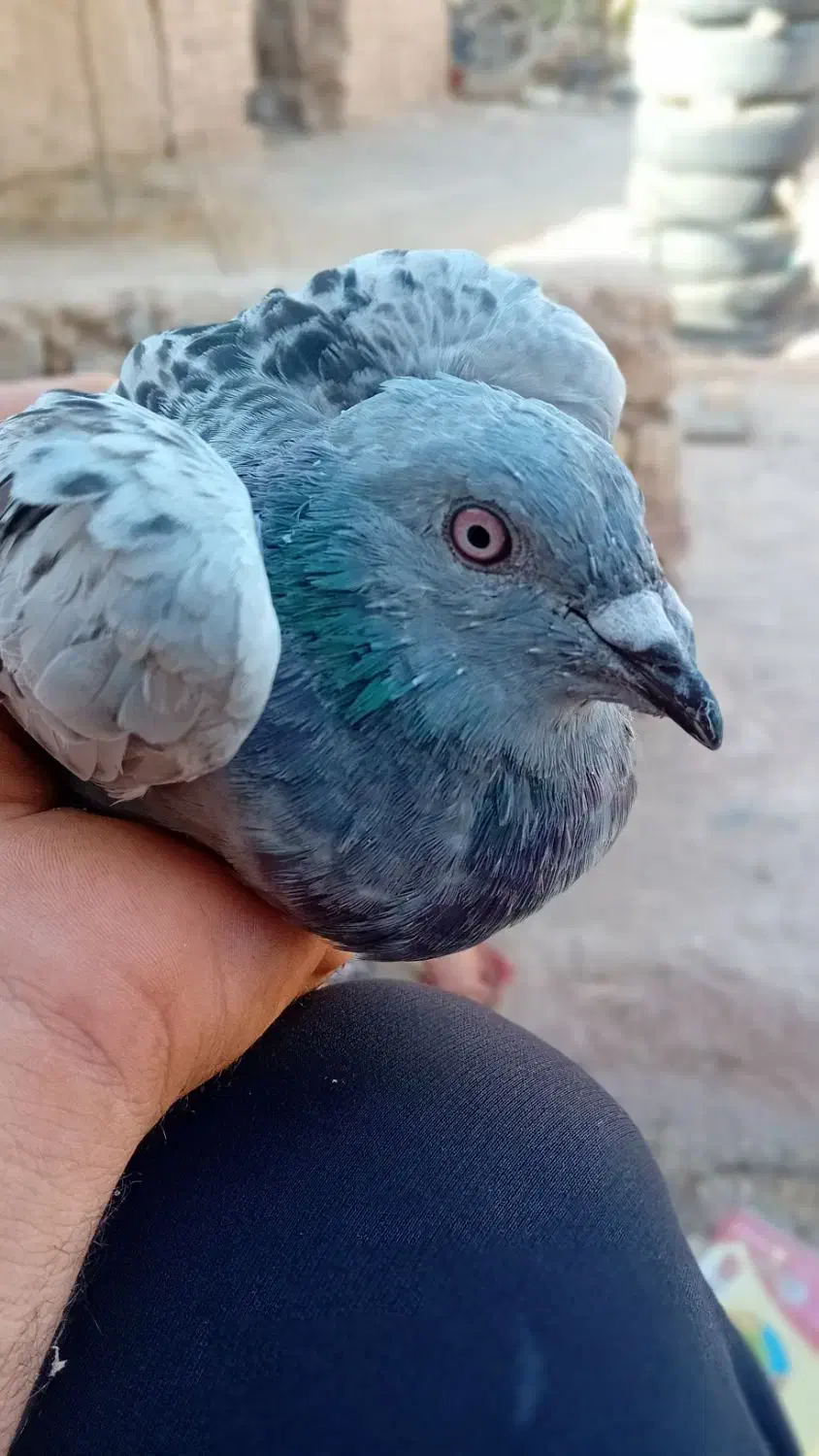کفتر مسافتی|پرنده|حاجی آباد, |دیوار