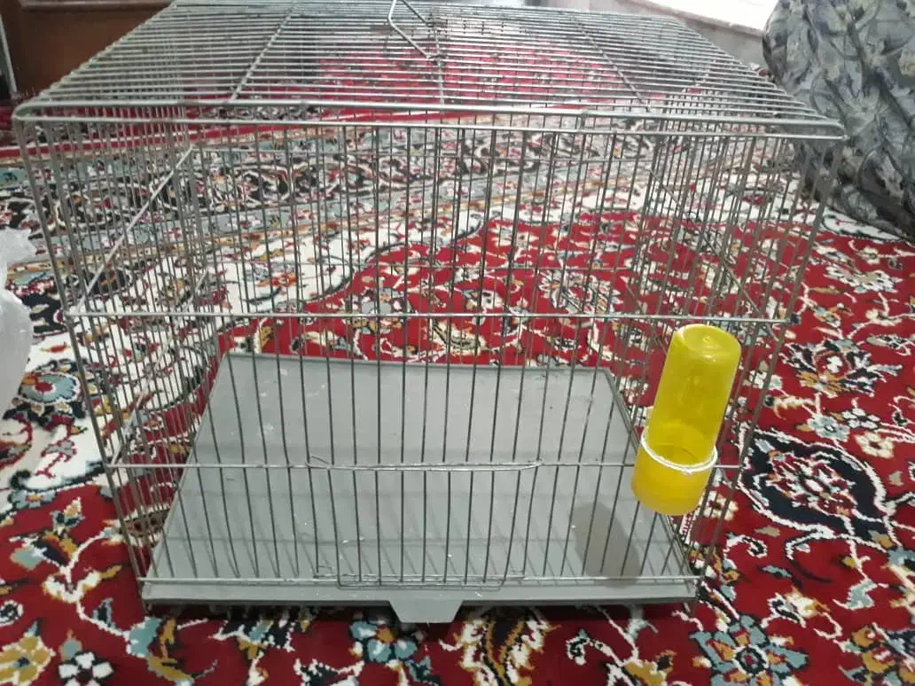 آیفون،چهار شاخه لوستر،قفسه|لوستر و چراغ آویز|نظرآباد, نظرآباد|دیوار