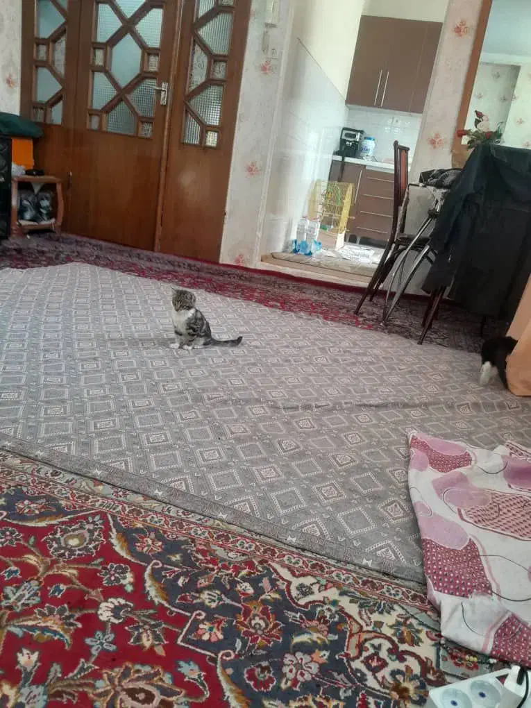 گربه|گربه|سبلان, |دیوار