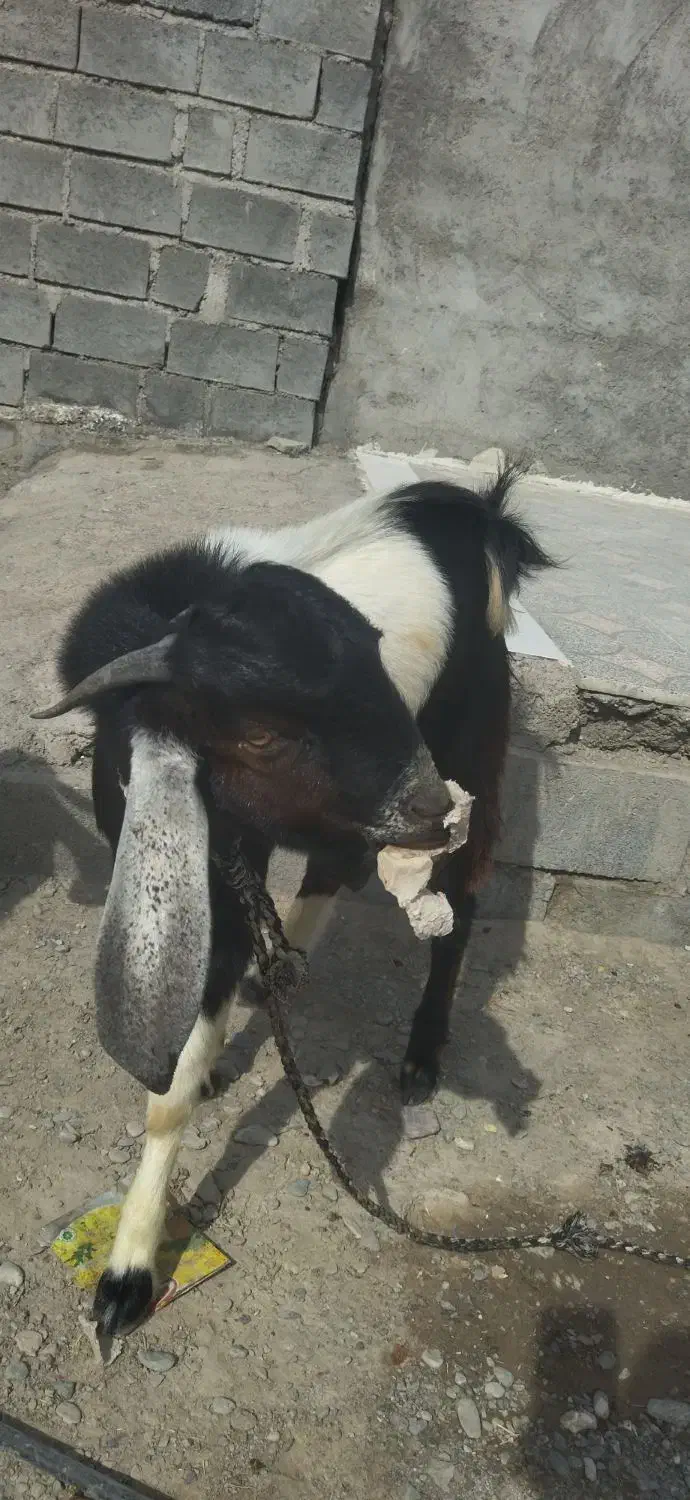 نری جوان و سرحال|حیوانات مزرعه|رودخانه, |دیوار