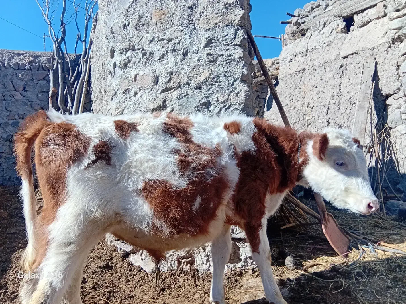 فروش دام زنده|حیوانات مزرعه|نیر (اردبیل), |دیوار