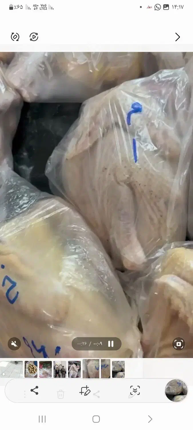 خروس رضوانشهر|حیوانات مزرعه|رضوانشهر, |دیوار