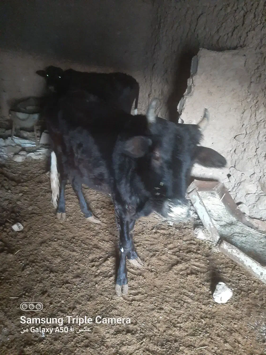 گاوه فروشی|حیوانات مزرعه|زیرکوه, |دیوار