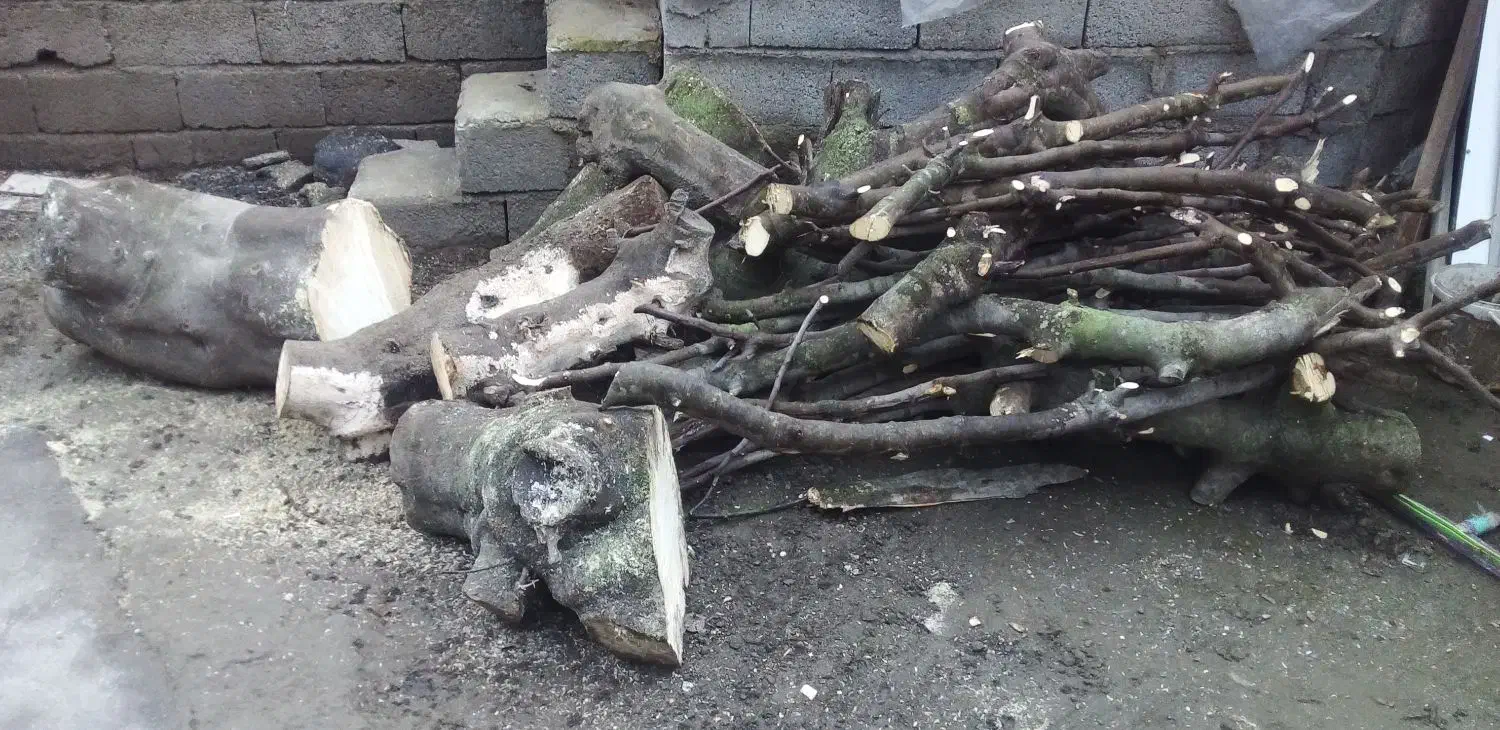 درخت انجیربریده فروش فوری|عمده‌فروشی|لوندویل, |دیوار