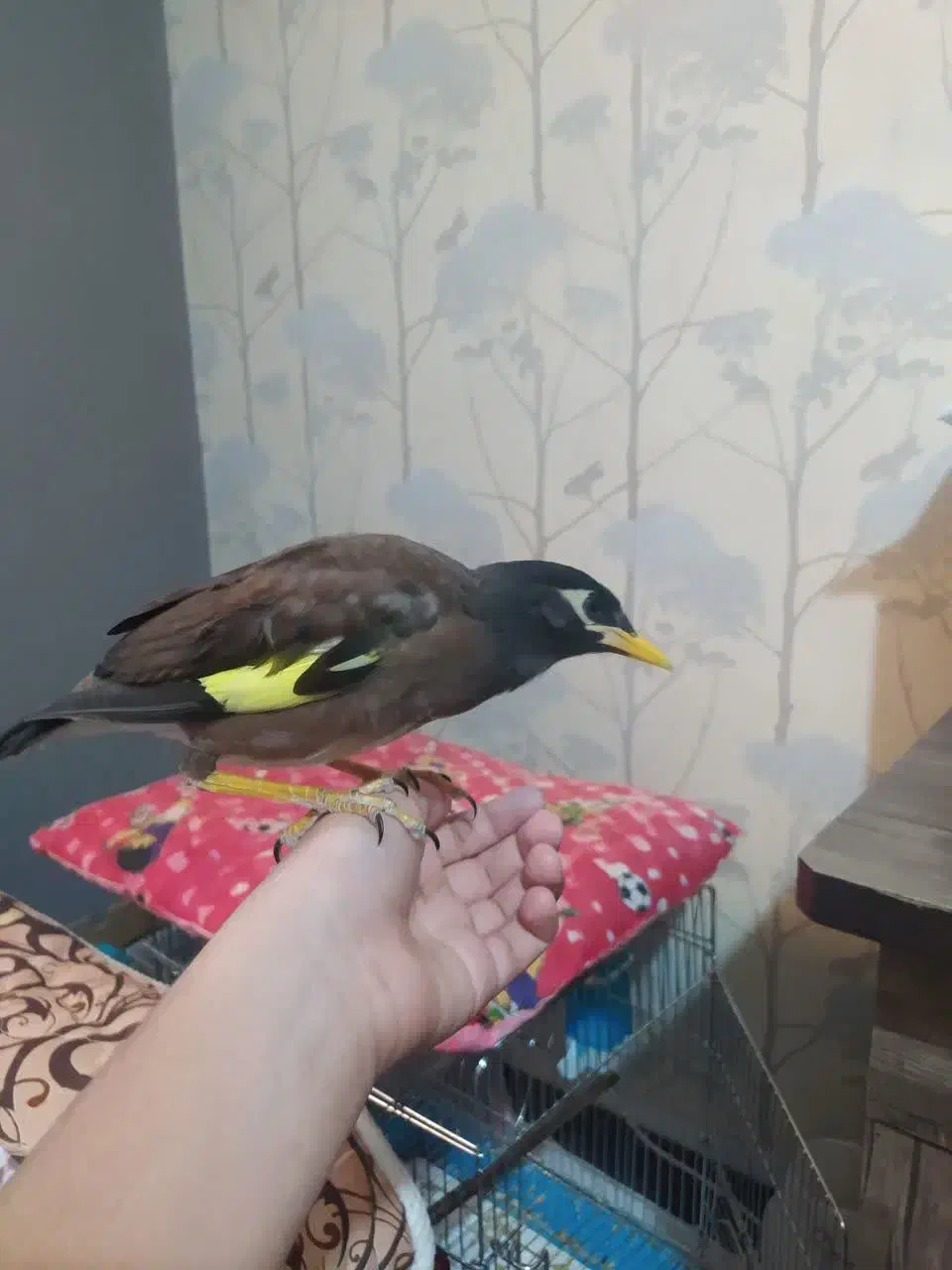 جوجه مرغ مینا|پرنده|فولادشهر, B7|دیوار