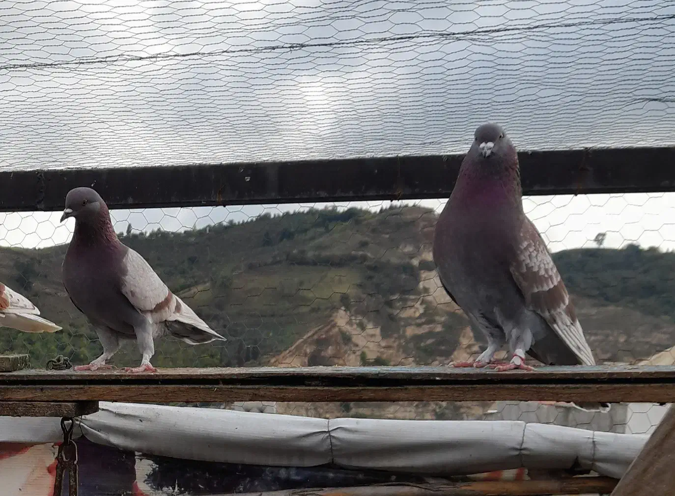 کبوتر پرشی|پرنده|رستمکلا, |دیوار