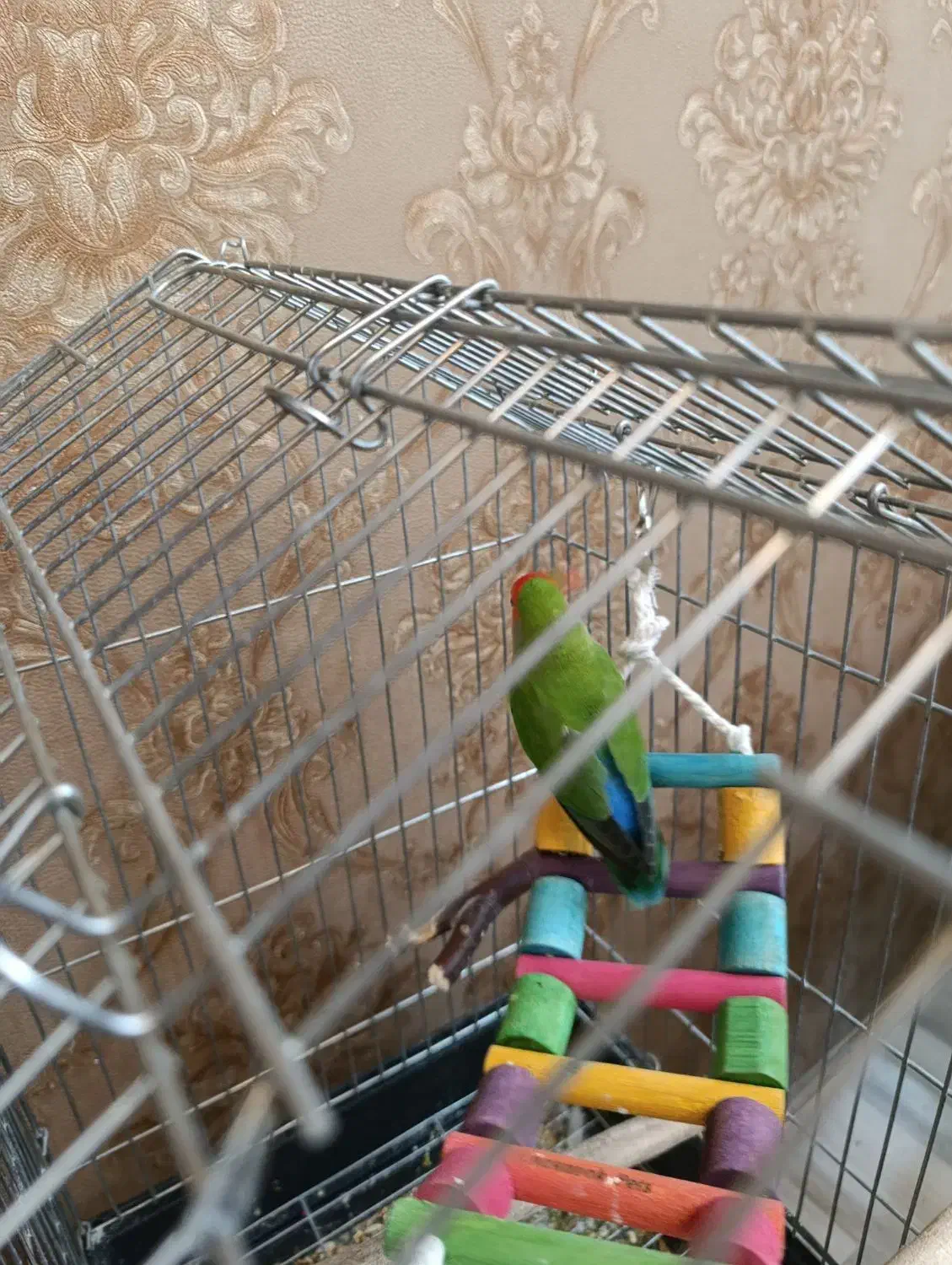 طوطی برزیلی|پرنده|خوی, |دیوار