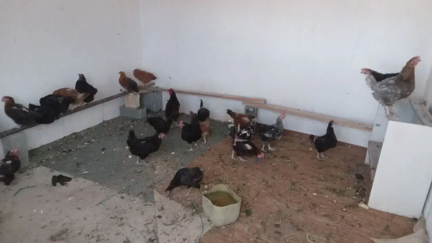 فروش   ۲۰عددمرغ وخروس|حیوانات مزرعه|مهرگان, |دیوار