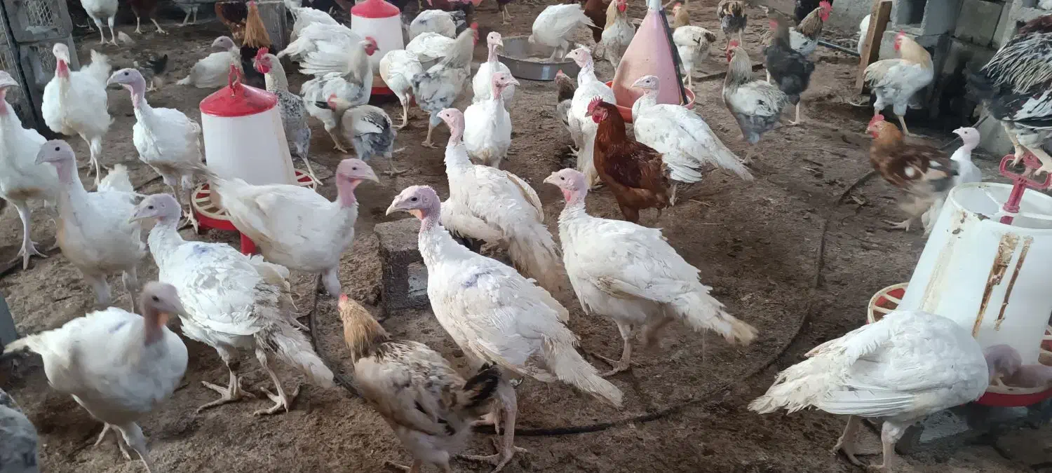 مرغ محلی و بوقلمون گوشتی|حیوانات مزرعه|بندرعباس, |دیوار