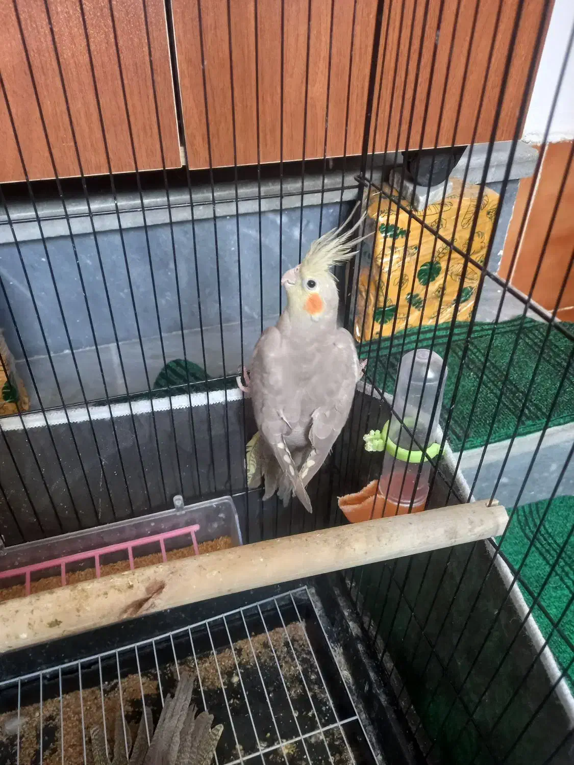 عروس هلندی ۲ماهه|پرنده|مرند, |دیوار