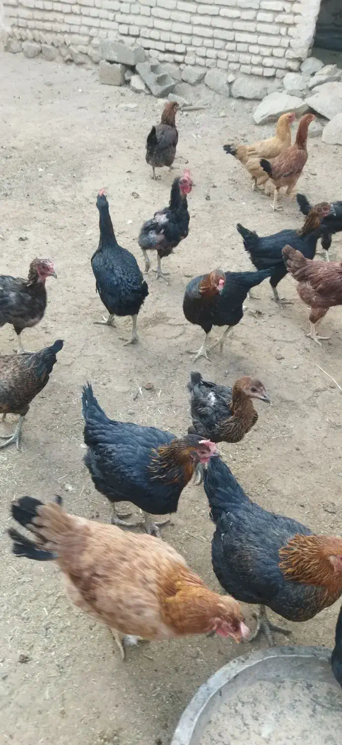 مرغ محلی|حیوانات مزرعه|سبزوار, قصبه شرقی|دیوار