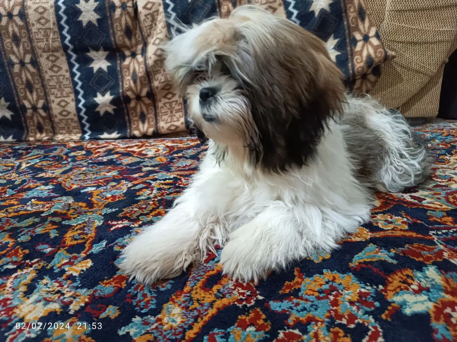 سگ شیتزو فلت|سگ|نیشابور, فخریه|دیوار