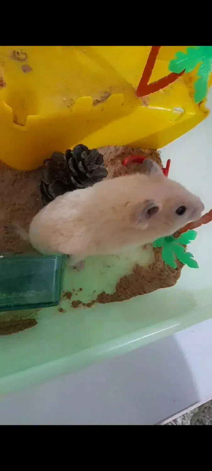 همستر با جزیزه کامل|موش و خرگوش|طارم (زنجان), |دیوار