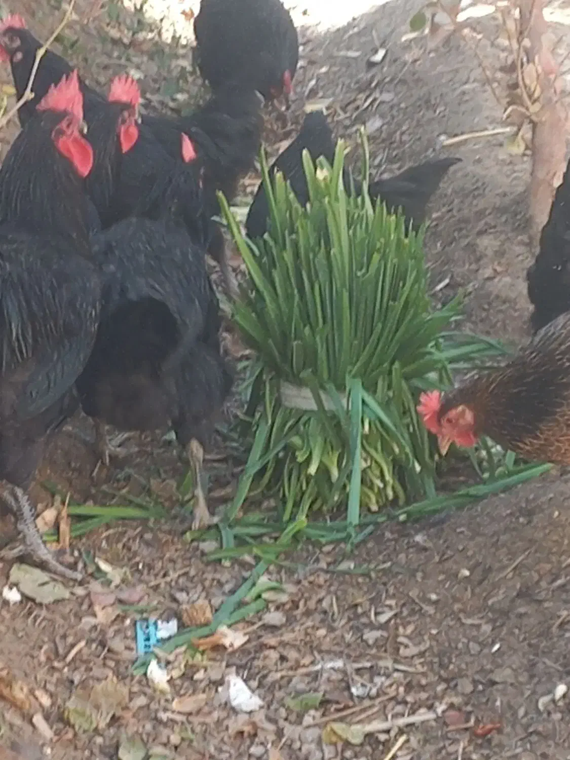 تخم مرغ نطفه دار|حیوانات مزرعه|اصفهان, ارغوانیه|دیوار