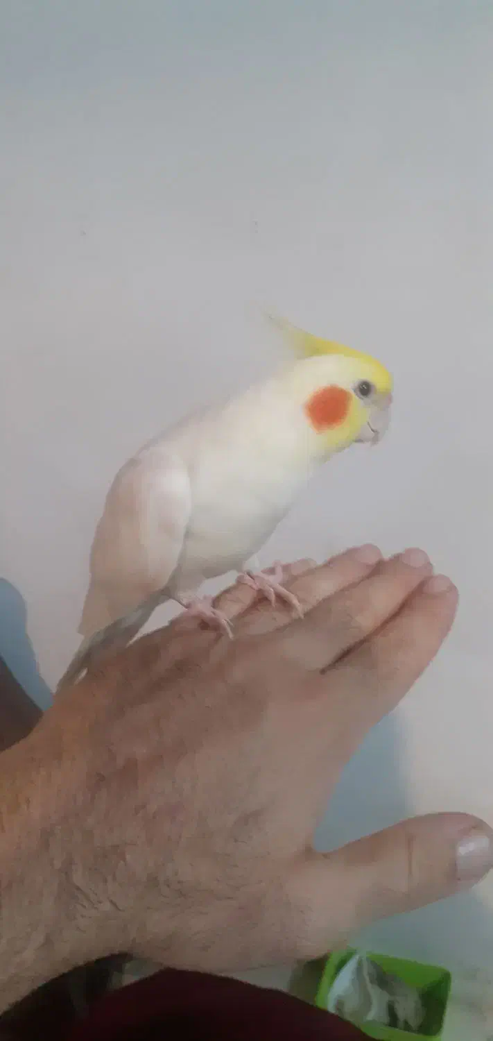 فروش عروس هلندی نر و ماده بالغ|پرنده|چالوس, |دیوار