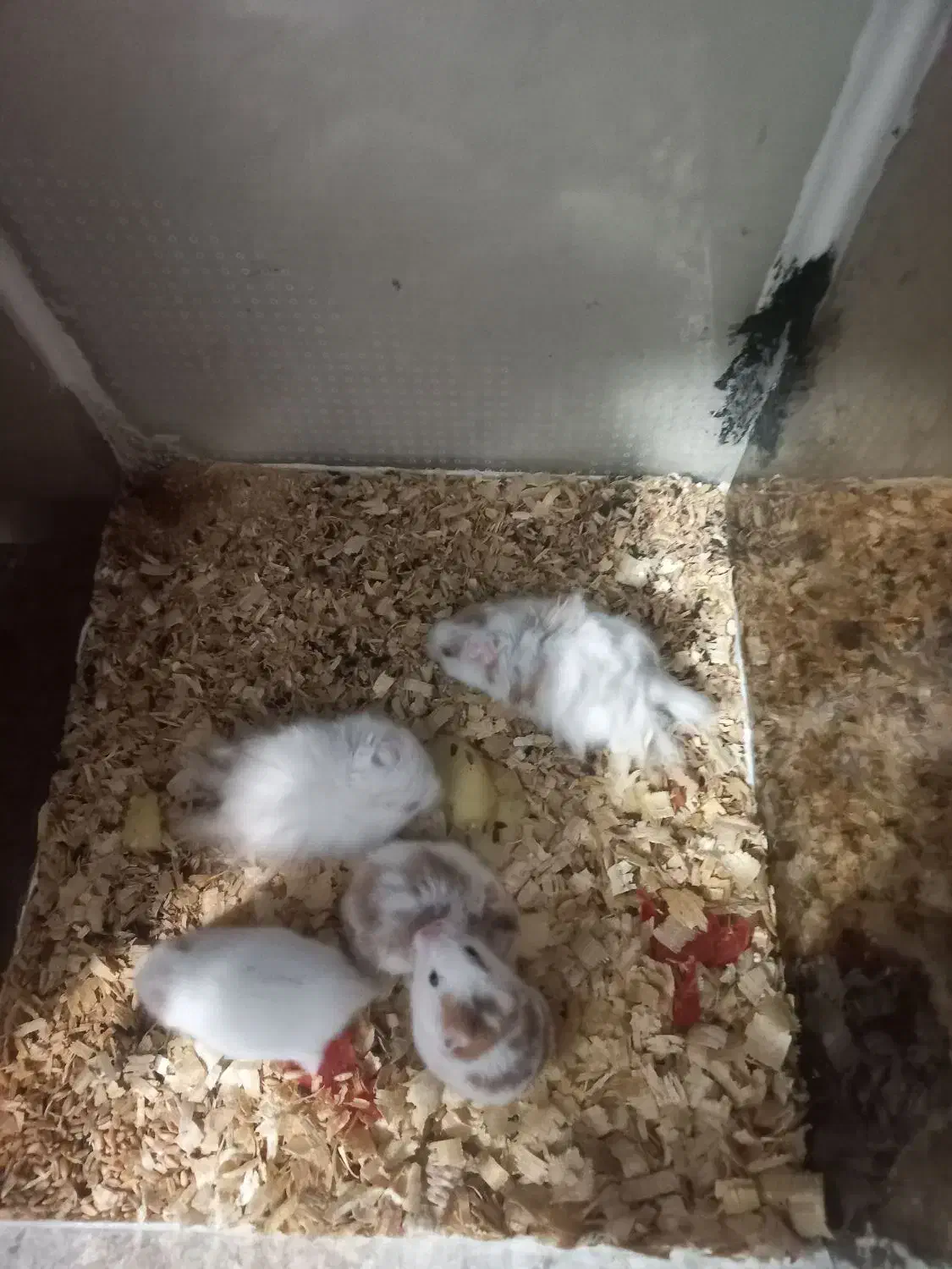 همستر نر و ماده با بچه|موش و خرگوش|آستانه اشرفیه, |دیوار